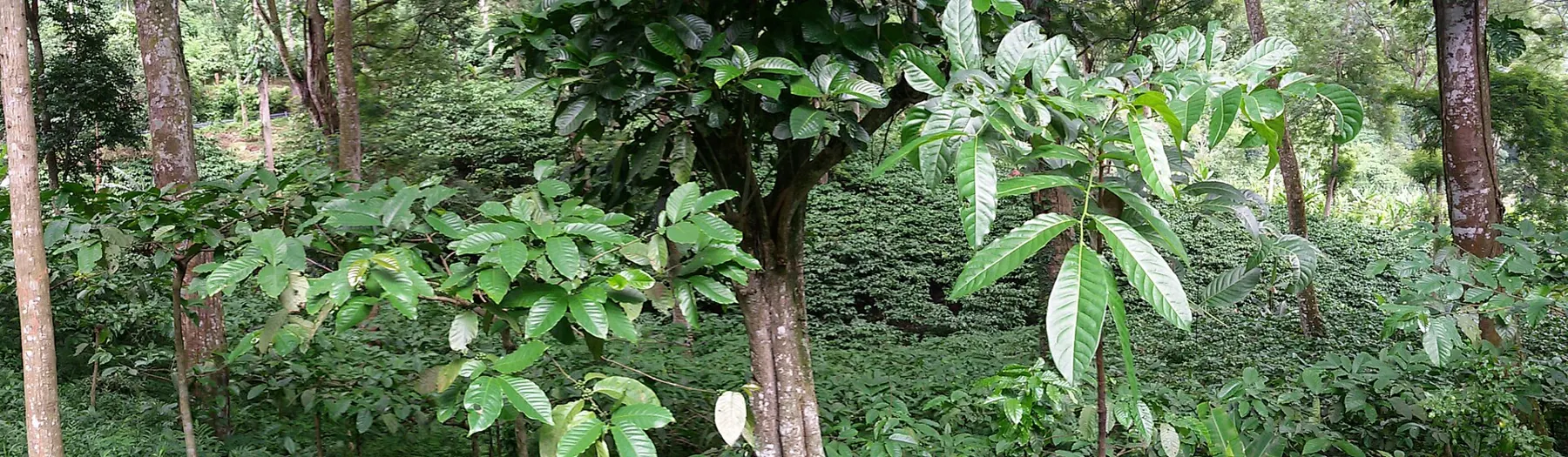 Plantation de café en terrasses au mont Gumitir, à Java